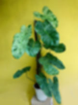 Philodendron Paraiso Green Verde Kletterpflanze mit grünen, glänzenden Blättern, 5 Blumensamen.