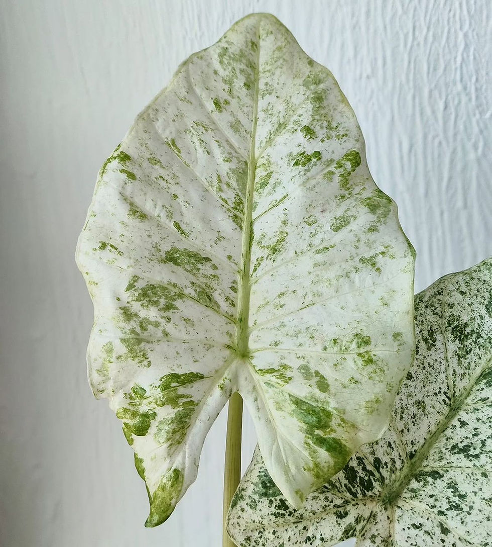Alocasia Odora Batik Variegata mit großen, herzförmigen Blättern und auffälliger Batik-Panaschierung.