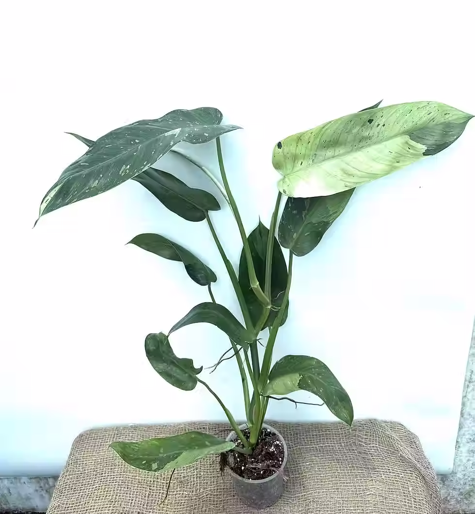 Philodendron Jose Bueno Large mit großen, dunkelgrünen Blättern, 5 Samen.