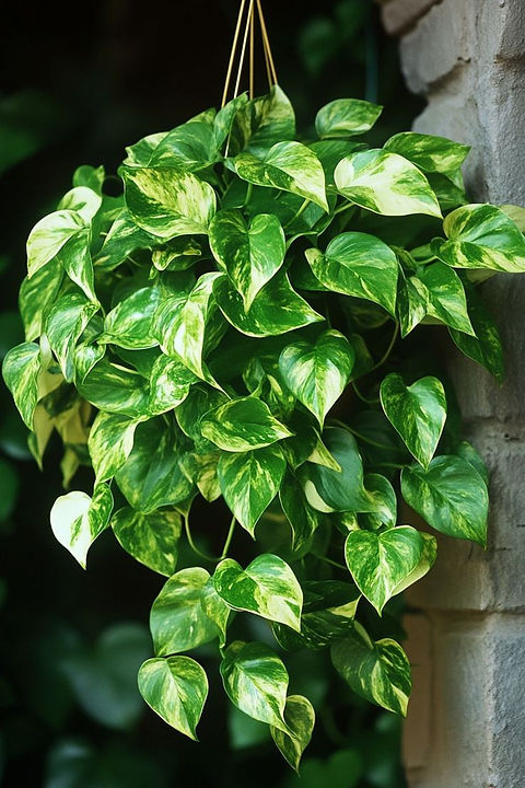 F2209 Epipremnum Aureum Kletterpflanze Grnpflanzensamen 5 Samen  Blumensamen | Floralis und Co.