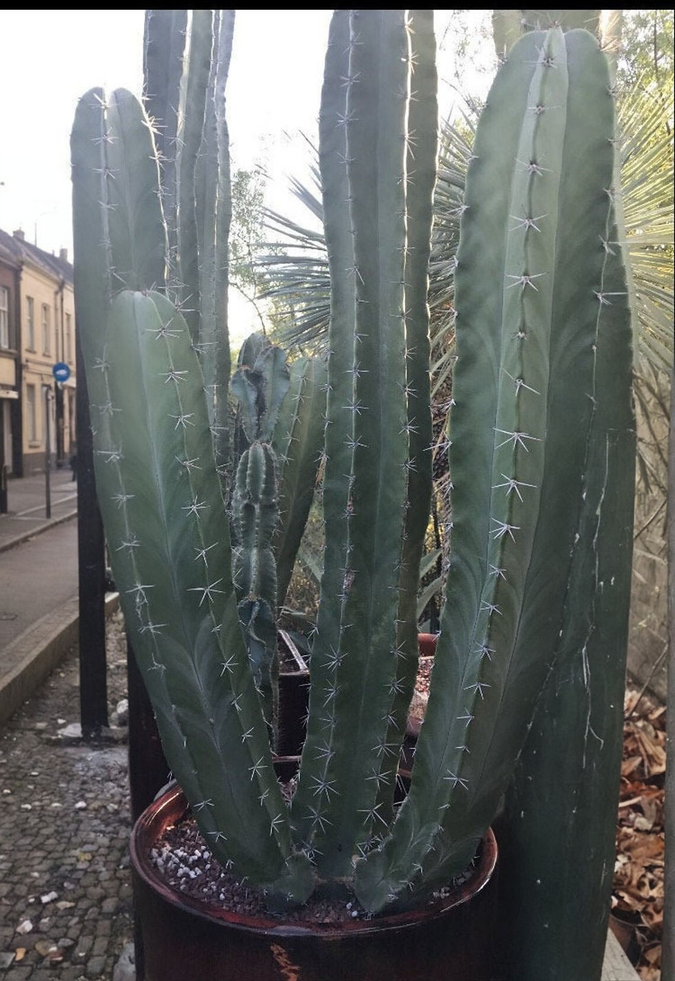 Der Stenocereus Stellatus zeichnet sich durch seine auffälligen, stacheligen Rippen und die säulenartige Wuchsform aus.