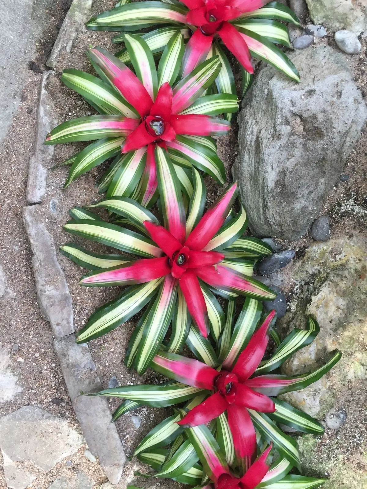 Neoregelia 'Fancy' mit pink-grünen Blattrosetten