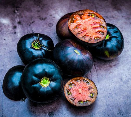 Tomate Blackball schwarze Tomaten – dunkle, fast schwarze Fleischtomaten an der Pflanze im Garten