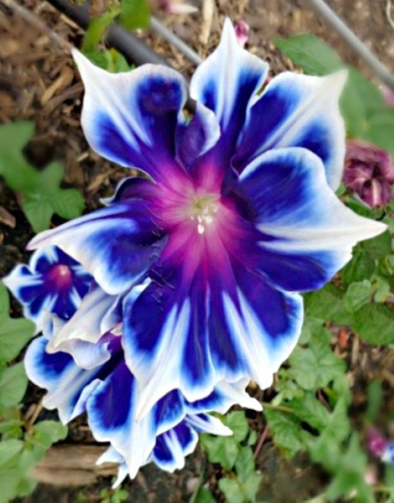 Morning Glory "Japanese Blue" mit intensiven blauen Blüten, die Ihrem Garten einen frischen und lebendigen Akzent verleihen.