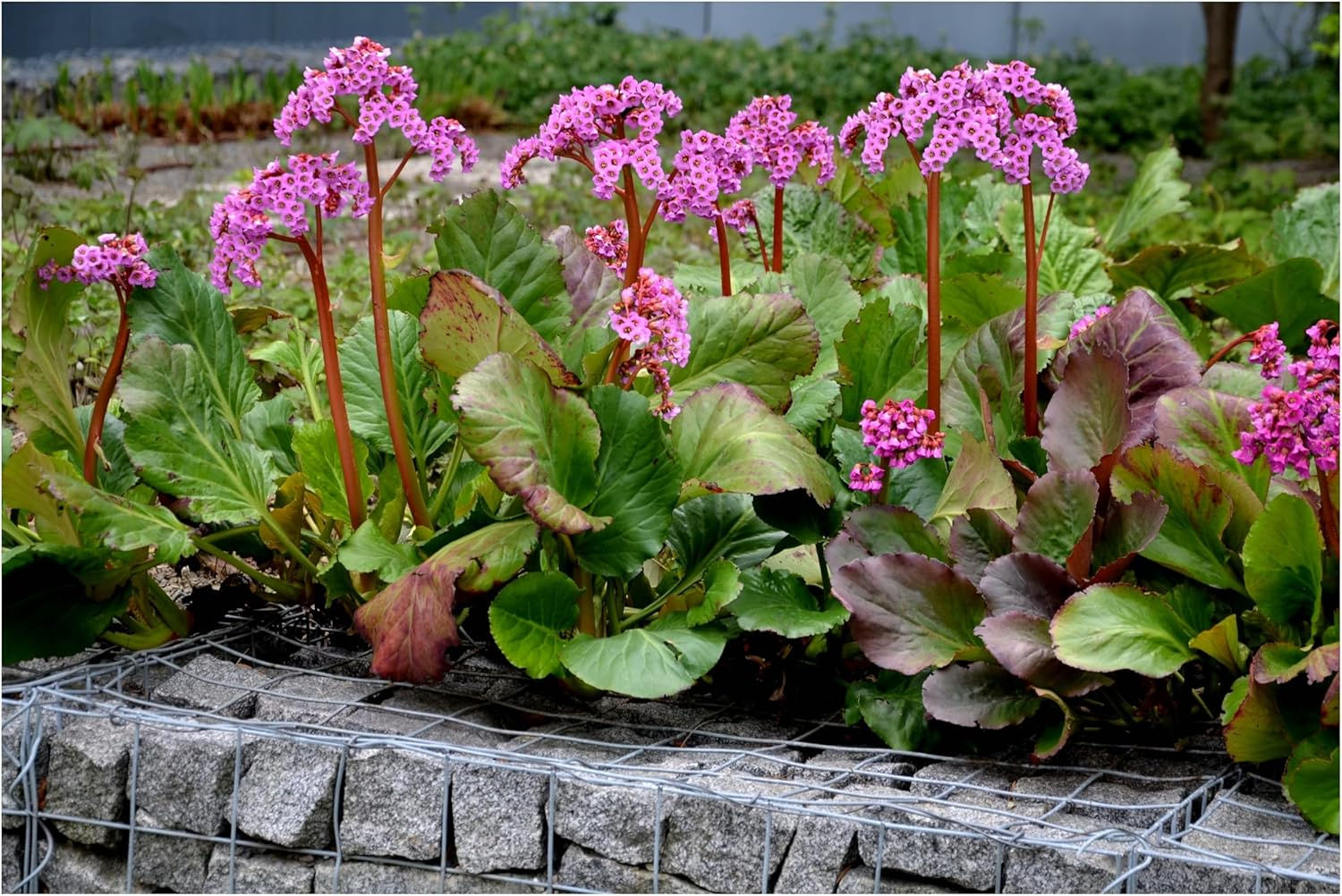 F2668 Bergenie Bergenia 20 Samen