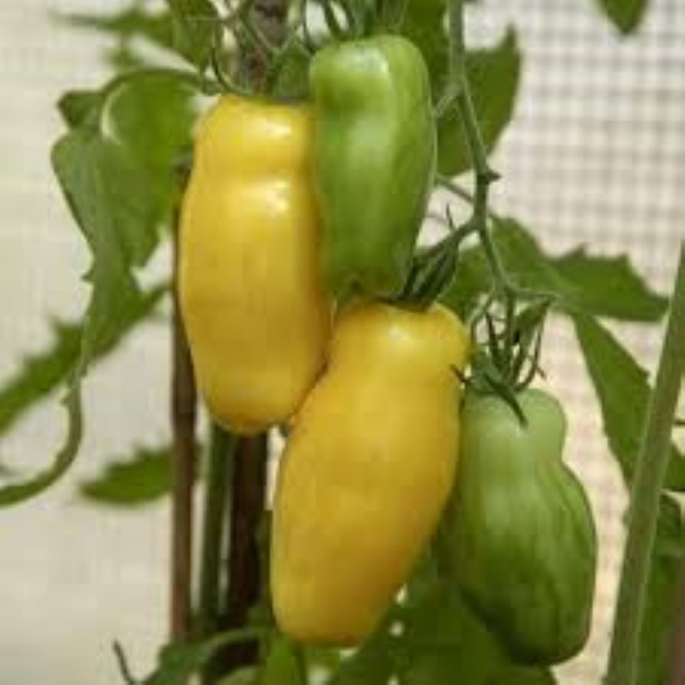 Lange, gelbe Tomaten der Sorte Banana Legs mit einer glatten, leuchtend gelben Haut und festem Fruchtfleisch, wachsen an gesu