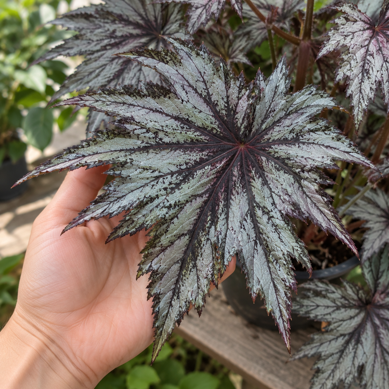 Seltene Begonia Connee Boswell Blattbegonie – 15 Samen. Attraktive Blattschmuckpflanze mit kunstvoll gezeichneten Blättern. I