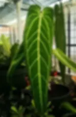 „Anthurium Warocqueanum XXL Long Version 3 Samen – seltene Queen Anthurium mit extrem langen Blättern“