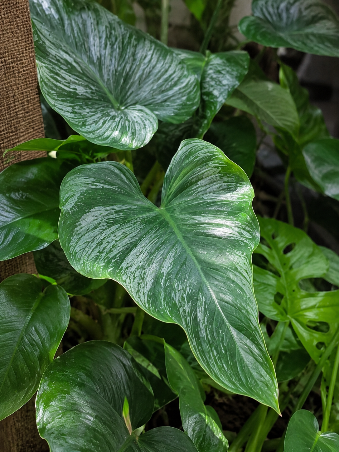 Philodendron Mamei White Kletterpflanze mit weiß-grünen Blättern