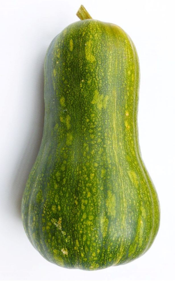 Kürbis Mosusch Butternut (Bottlepumpkin) ist ein aromatischer, hellorangefarbener Kürbis mit einem süßen, zarten Fruchtfleisc