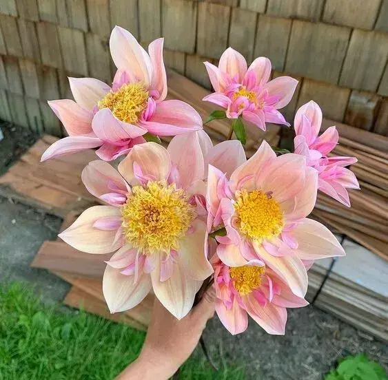 Dahlia Varieties Turkey Coltness – eine seltene Dahlienvariante mit einzigartigen, farbenfrohen Blüten in verschiedenen inten