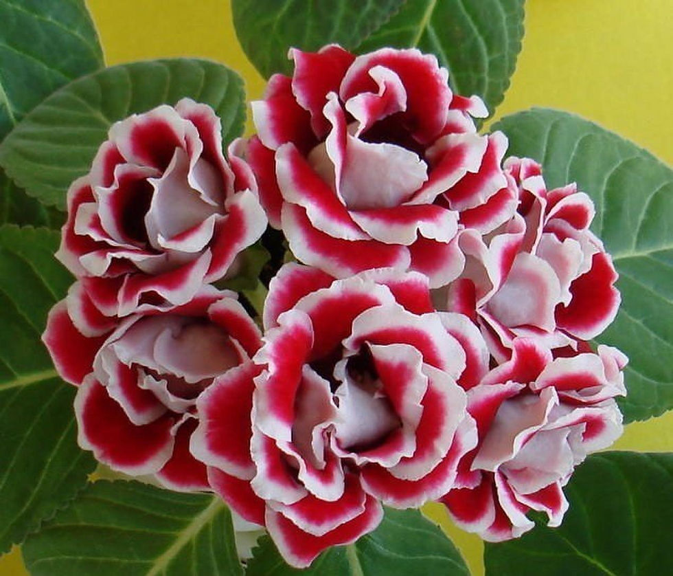 Opalfeuer Gloxinie – eine wunderschöne Pflanze mit leuchtend roten, trompetenförmigen Blüten und samtigen grünen Blättern.