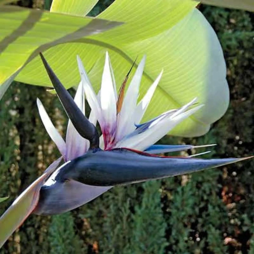 Strelitzia Nicolai – Weißer Paradiesvogel mit eleganten weißen Blüten und grünen Blättern.