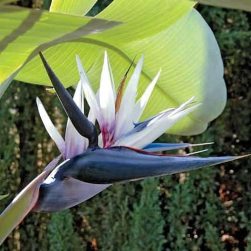 subtropische zimmerpflanzen Caladium Bicolor 12 cm  Tropische Zimmerpflanze  Douceur Maison