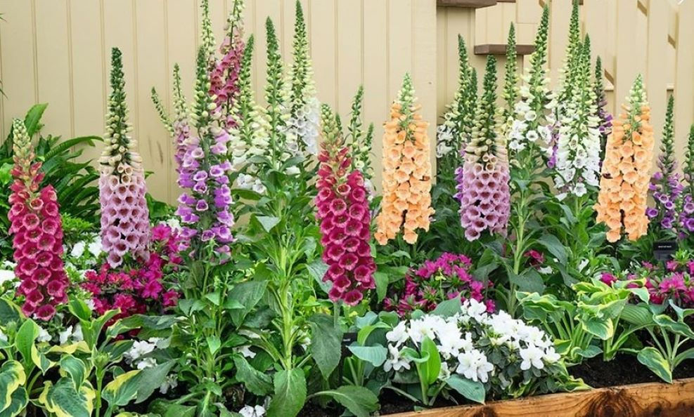 Fingerhut Farbmix Digitalis – eine bezaubernde Mischung aus Digitalis mit auffälligen Blüten in verschiedenen Farben, die jed