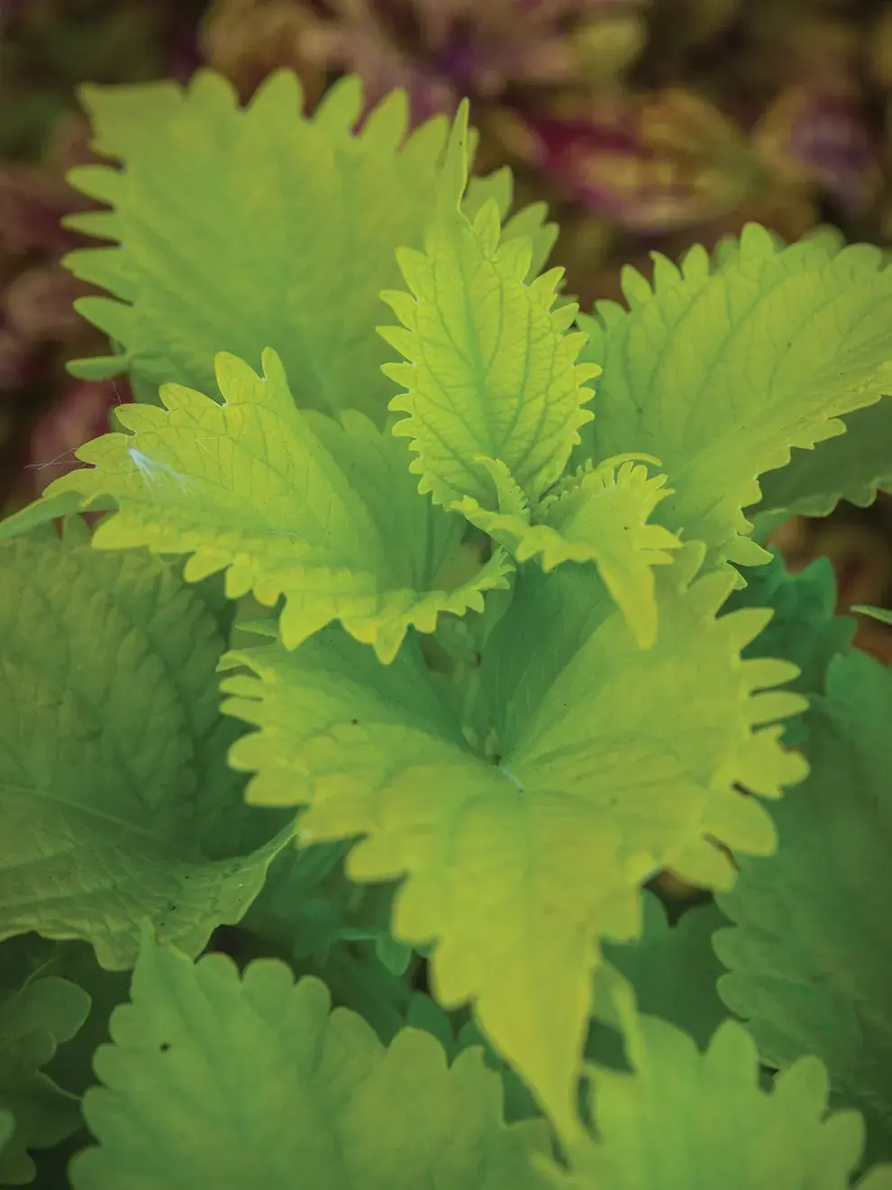 Coleus Wasabi Nessel Blattcoleus mit leuchtend grünen Blättern und einem intensiven, frischen Farbton.