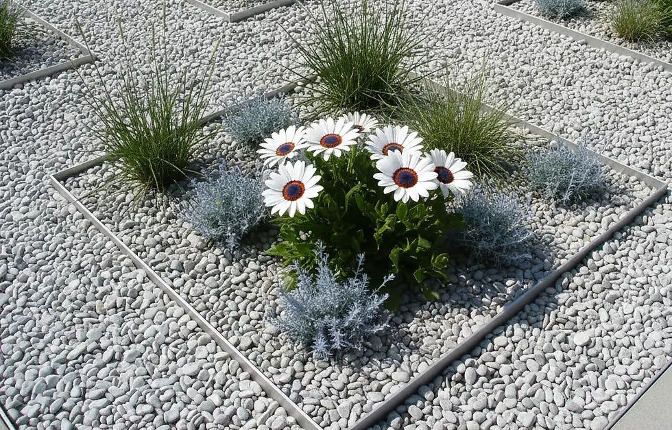 Venidium fastuosum Cape Daisy mit orangefarbenen Blüten und dunklem Zentrum