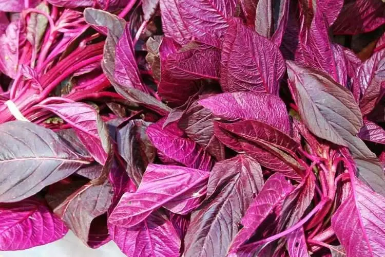 Spinat Orach Red Spinach Seeds mit rot-grünen, saftigen Blättern und einem milden, leicht würzigen Geschmack.
