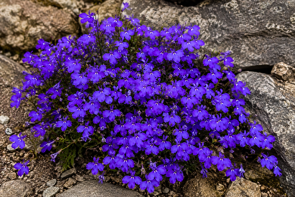 Lobelia erinus (Männertreu) - Kompakte Pflanze mit leuchtend blauen Blüten, die einen charmanten Farbklecks in Balkonkästen o