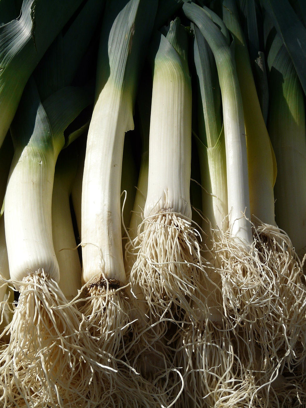 Riesen Lauch Porrum Leek Bulgarian Giant mit langen, kräftigen Stangen und robustem, aromatischem Geschmack.