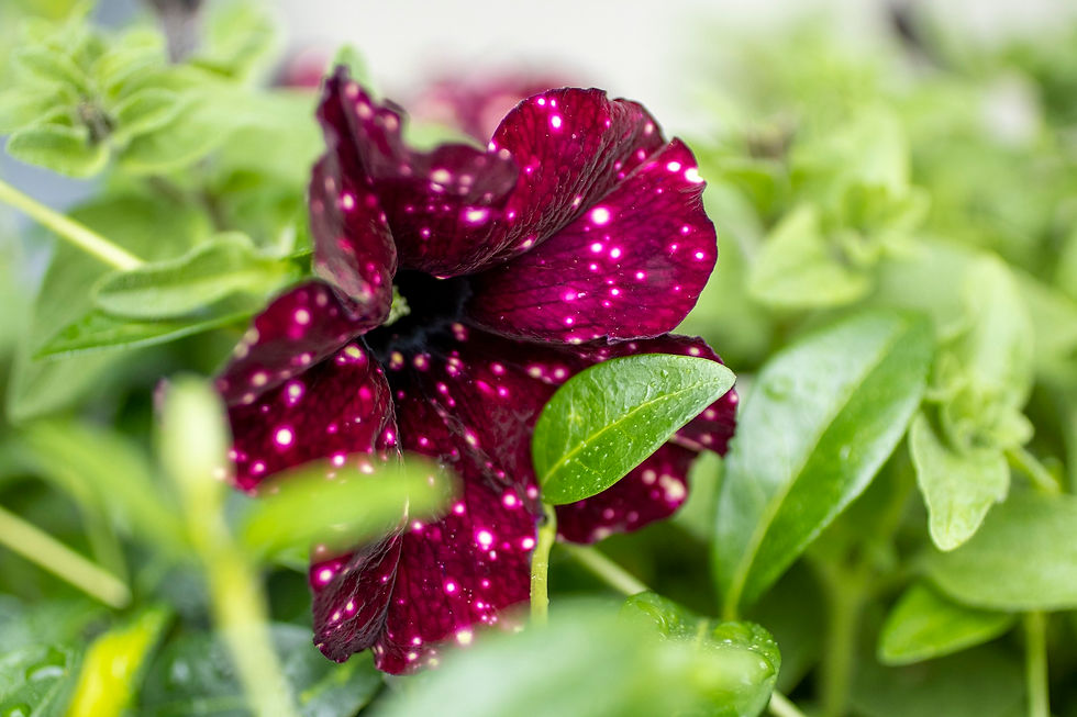 F794 Petunie Sky bordeaux – Elegante Petunie mit tiefroten, bordeauxfarbenen Blüten, ideal für Balkonkästen und Gartenbeete.