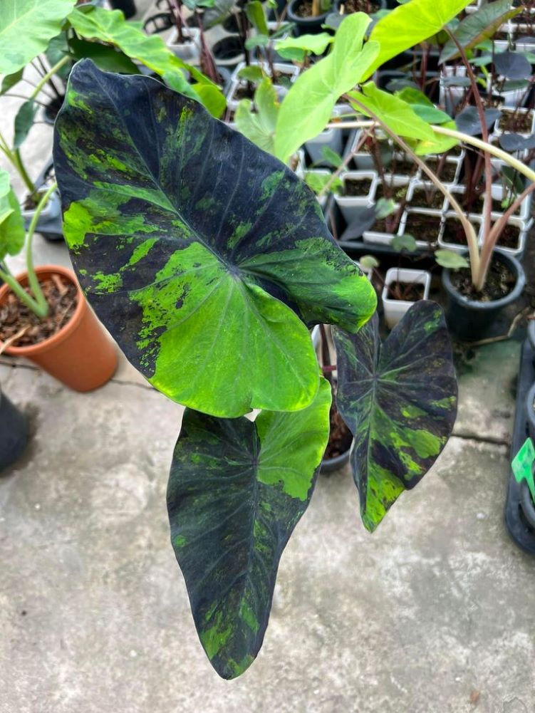 Colocasia Black Marble Elefantenohr Pflanze mit einzigartigem, schwarzen Blattmuster und eleganten weißen Adern.