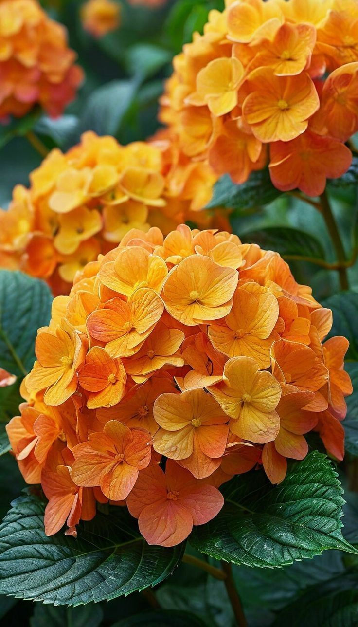 F2591 Paniculata Ponak Orange Ballhortensie Hydrangea mit orangefarbenen bis rosafarbenen Blüten – auffälliger Strauch für de