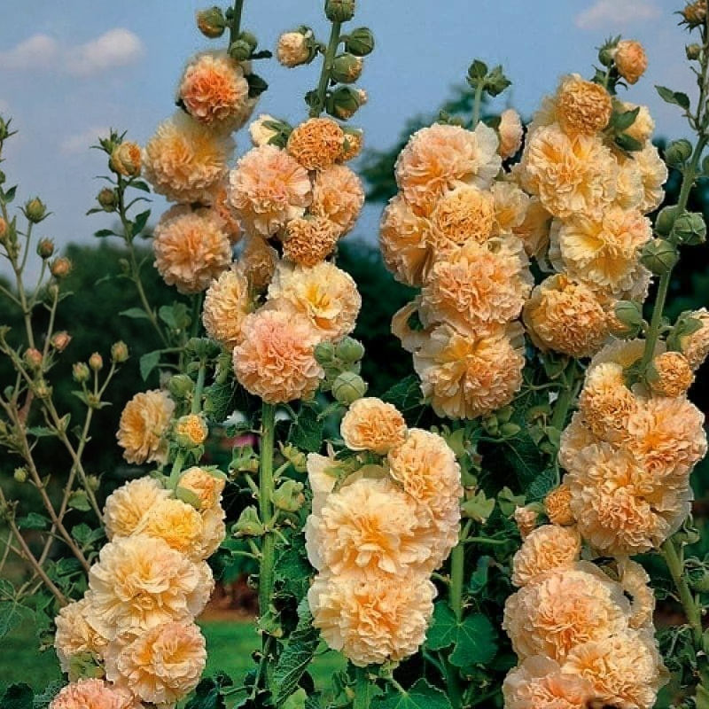 Stockrose Peaches 'n Dreams mit creme-pfirsichfarbenen, gefüllten Blüten