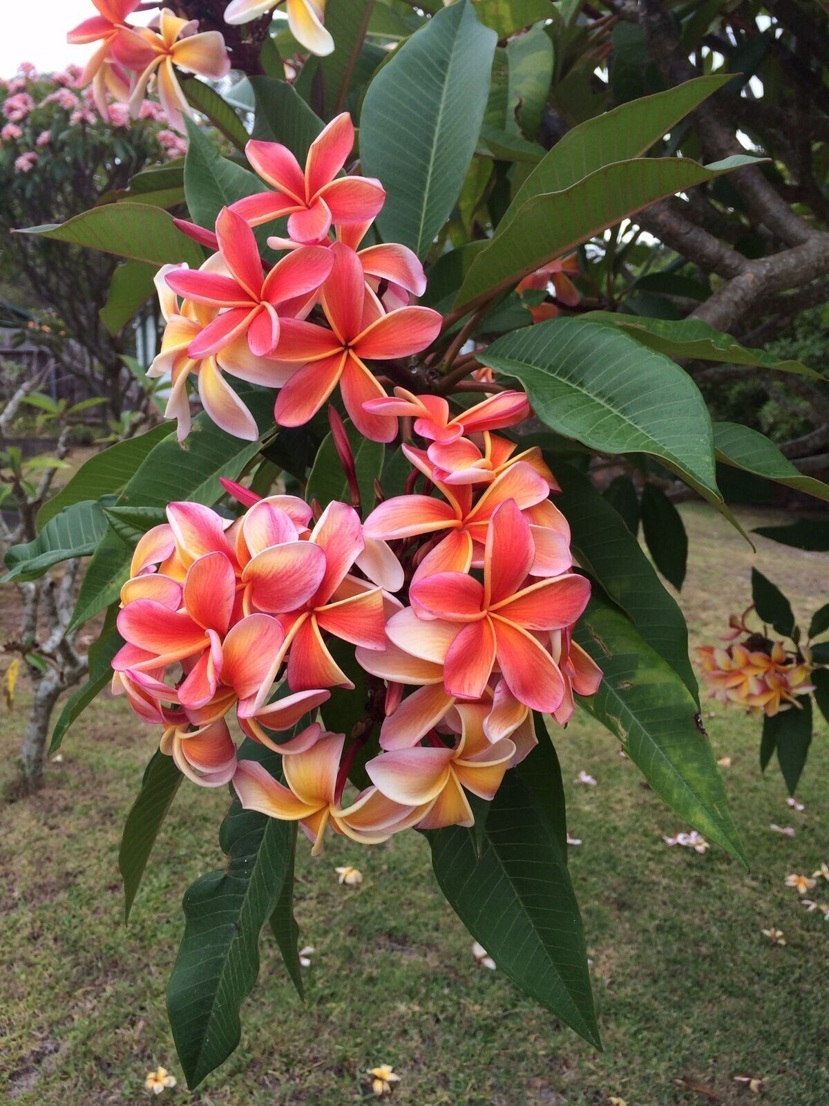 Plumeria Delight Chacko Rubra, auch bekannt als Tempelbaum, mit leuchtend roten bis rosa Blüten und einem intensiven, süßen D