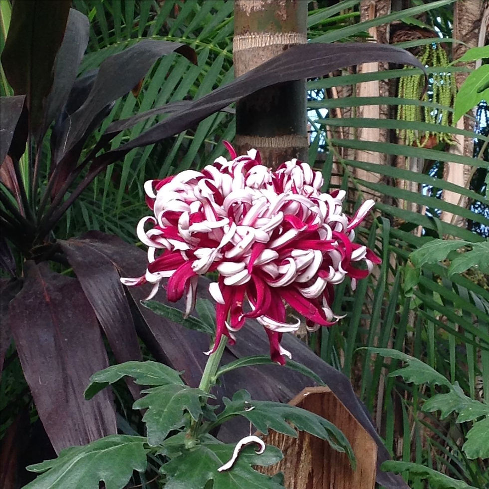 Chrysantheme Bordeaux Bicolor (F1608 Chrysanthemum Bordeaux Bicolor) mit eleganten Blüten in Bordeaux und Weiß, die einen wun