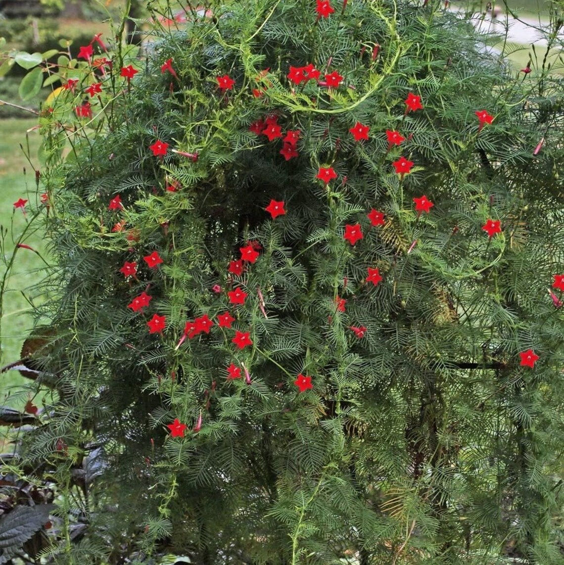 F854 Ipomoea quamoclit red - auffällige rote Blüten einer kletternden Pflanze mit feinem Laub