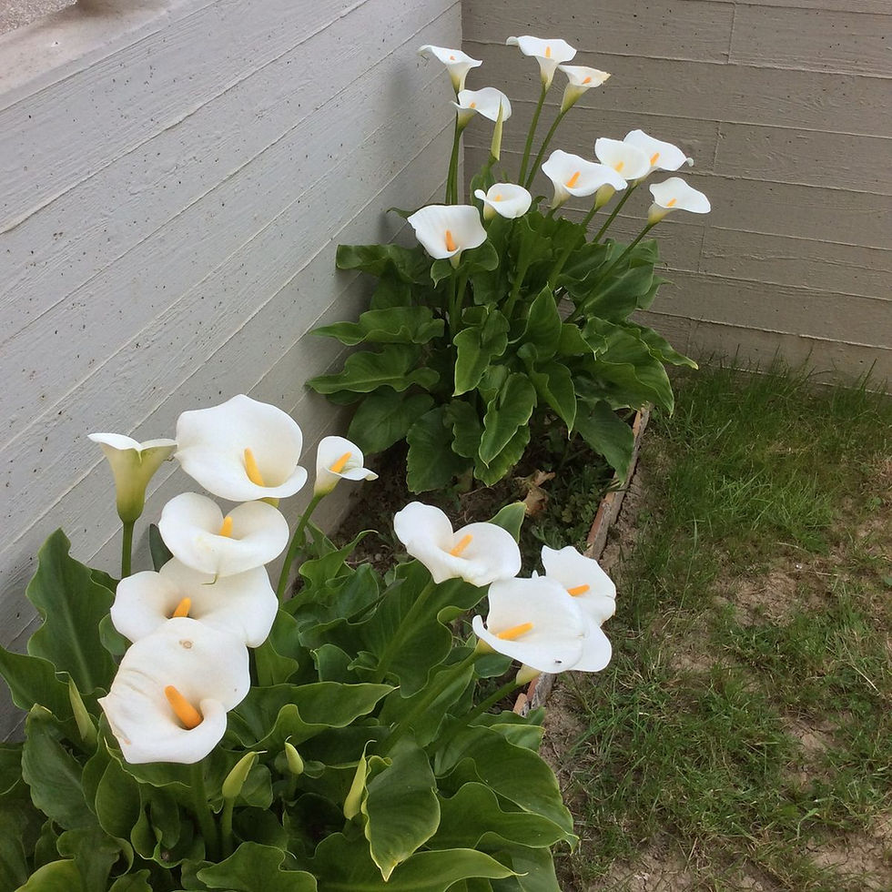 Calla Snow White Zantedeschia Aethiopica mit eleganten, weißen Blüten und kräftigem, grünem Laub.