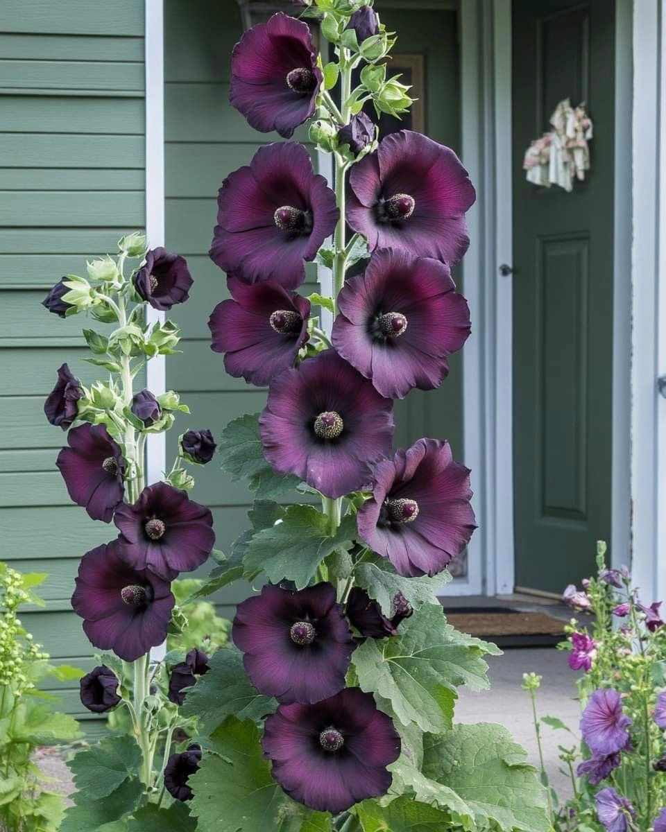 Stockrose ‘Arabian Night’ (Alcea rosea), dunkelblütige Sorte mit fast schwarz farbigen Blüten.