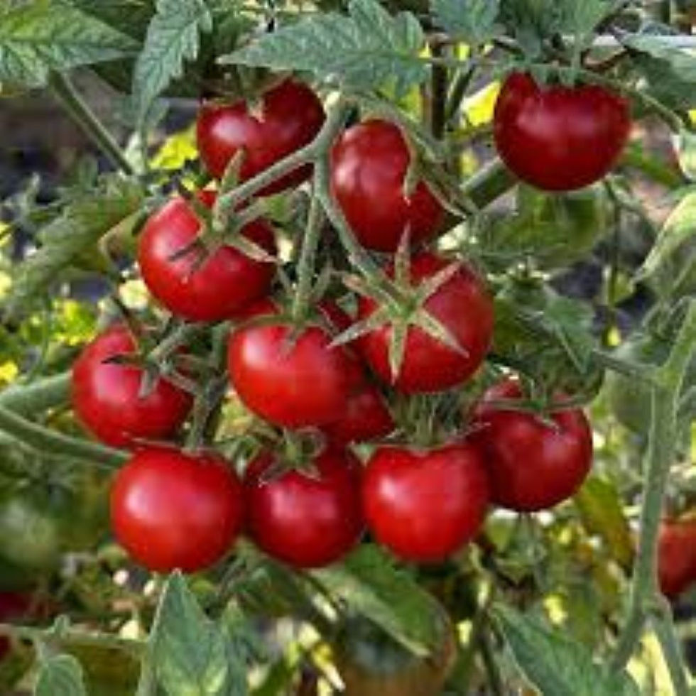 "Tomatenpflanze Koralik mit kleinen, runden, leuchtend roten Früchten und glänzender Haut, ideal für den Anbau auf Balkonen