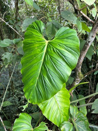 F1724 Philodendron Pterotum 4 Samen Philodendronsamen | Floralis und Co.
