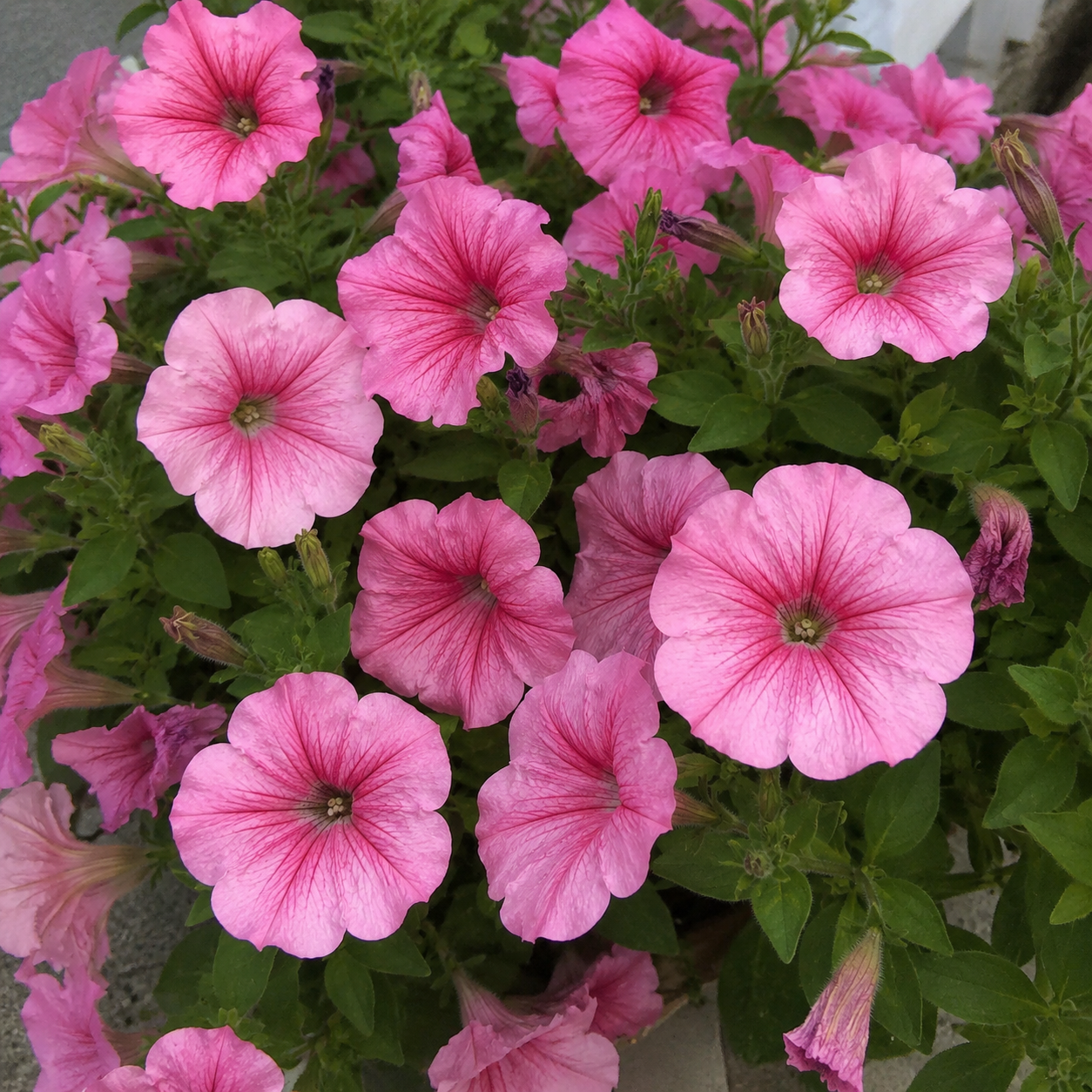 Hängepetunie Pink mit großen, leuchtend rosafarbenen Blüten in einer hängenden Blumenampel oder im Balkonkasten.