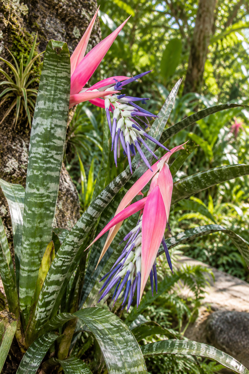 Billbergia Brasiliensis – eine tropische Bromelie mit leuchtenden, auffälligen Blüten und glänzenden, grünen Blättern, die Ih