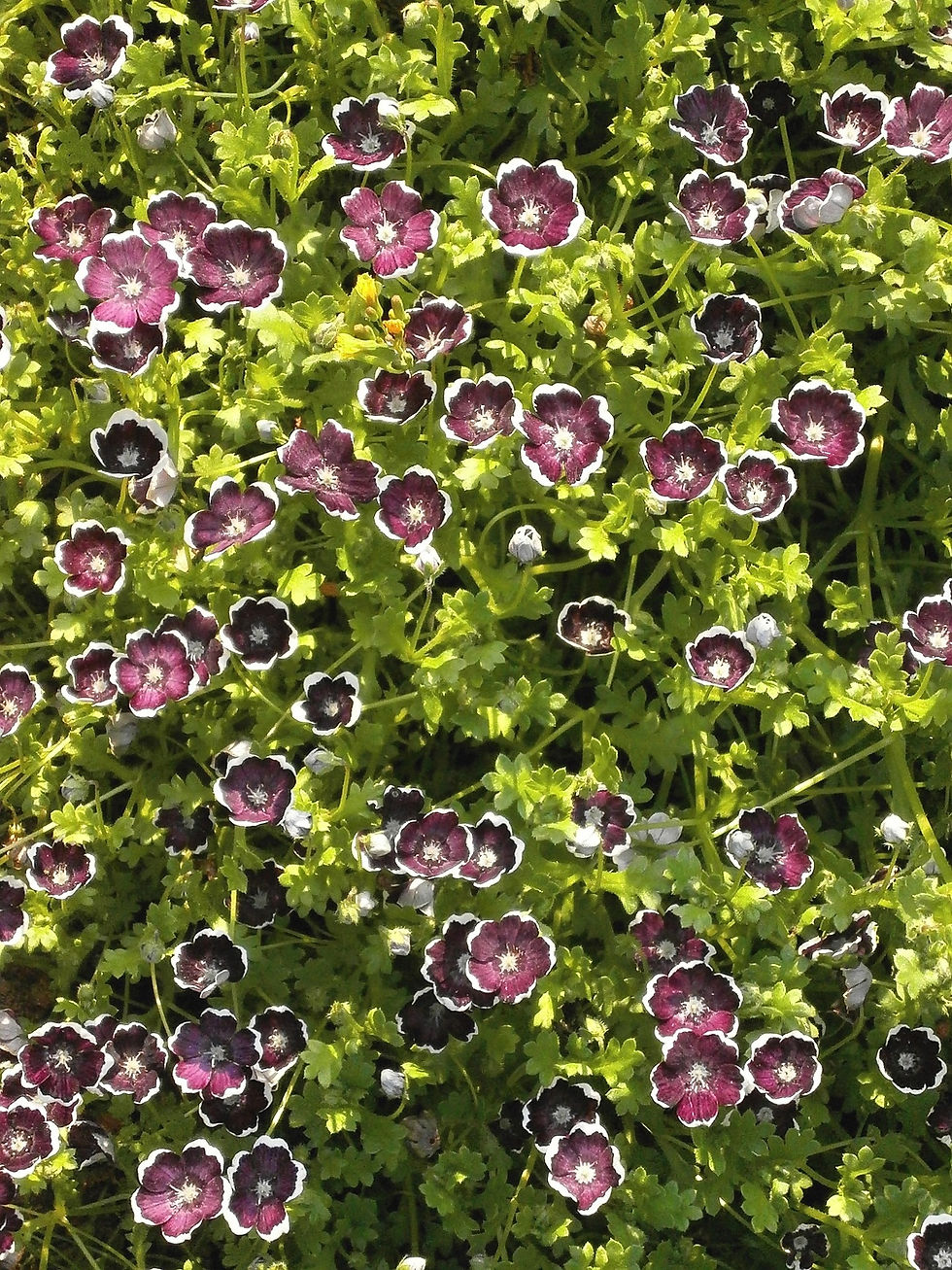 Nemophila Black Bodendecker mit dunkelvioletten, fast schwarzen Blüten, die den Boden zieren.