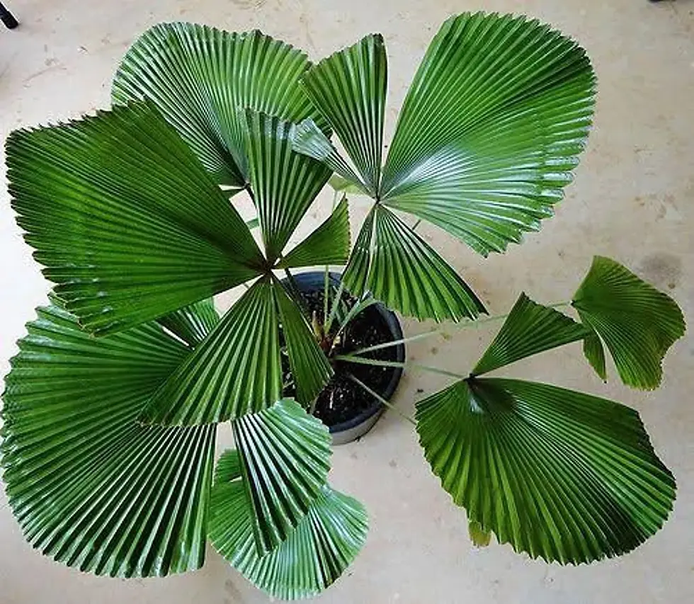 Carludovica Palmata Cyclanthaceae Palme mit großen, grünen Blättern und exotischem Aussehen.