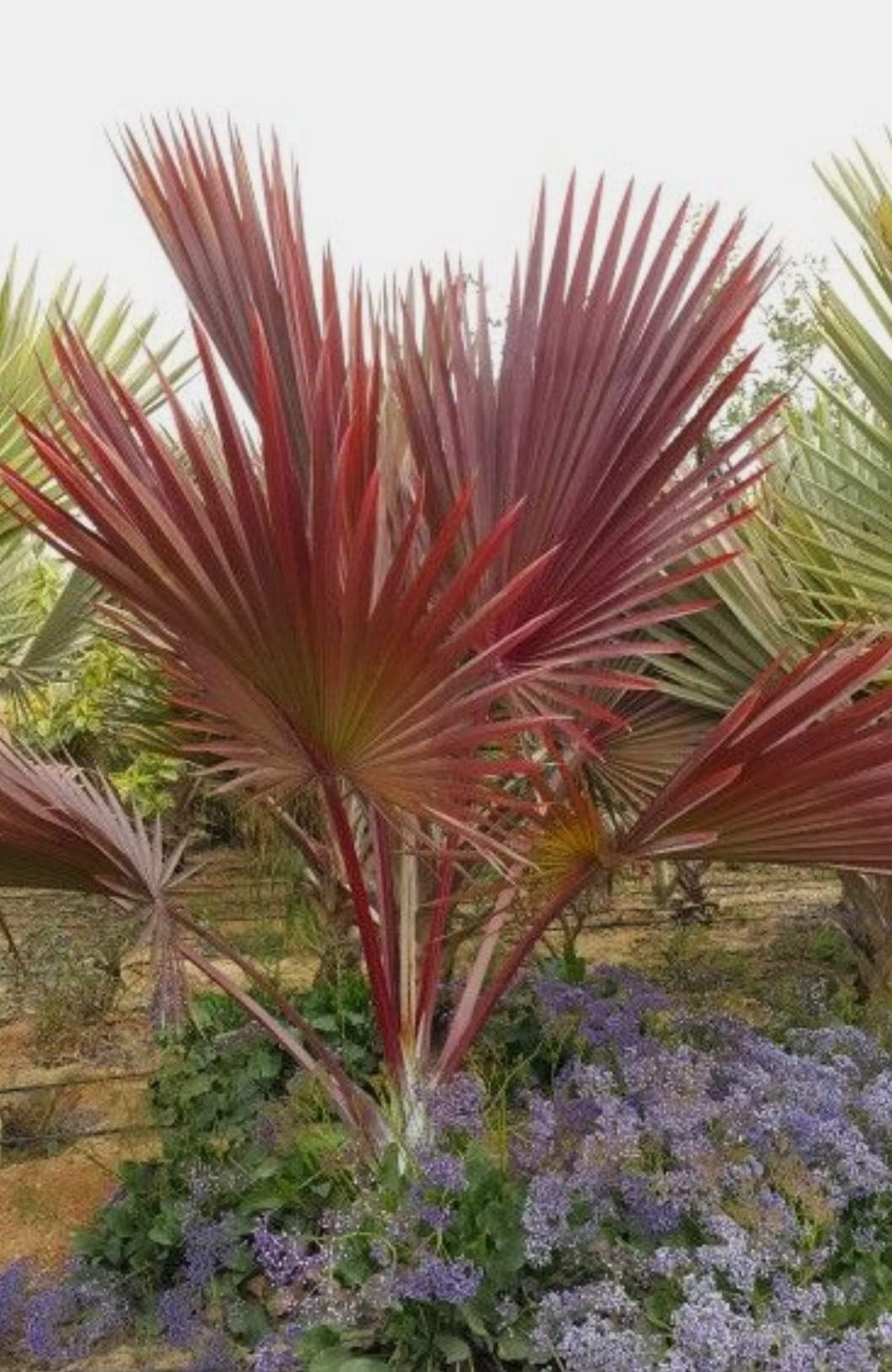 Lafania Lontaroides Red – Tropische Palme mit auffälligen roten Blattstielen und exotischem Flair.