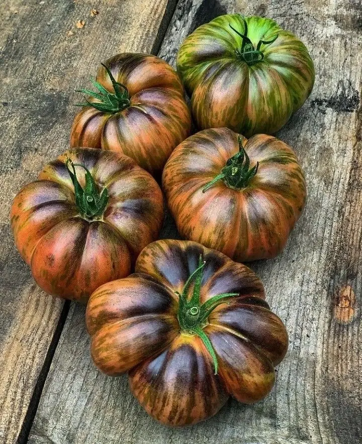 F2739 Tomate Sungold Gestreifte braune Fleischtomate 5 Samen Gemüsesamen