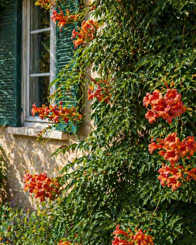 Kletternde Pflanze mit leuchtend orange-roten, trompetenförmigen Blüten an Rankhilfe oder Hauswand.