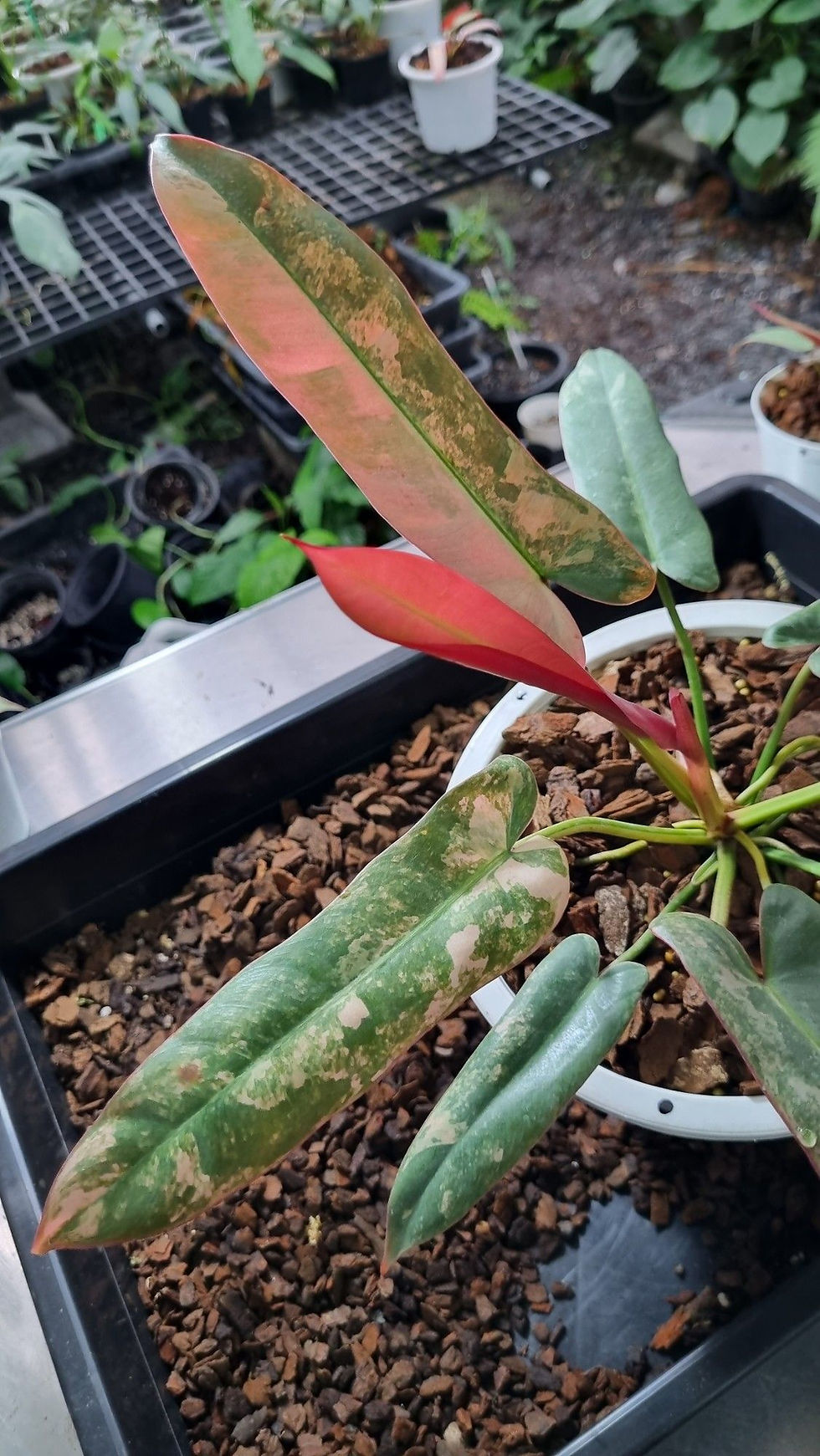 Philodendron Atabapoensis Variegate mit langgezogenen, variegierten Blättern in Grün- und Cremetönen, 5 Samen.