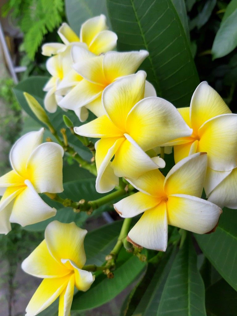 F1946 Plumeria Mexican Gelb Weiß Frangipiani Rubra mit duftenden, gelb-weißen Blüten – exotische Tropenpflanze.