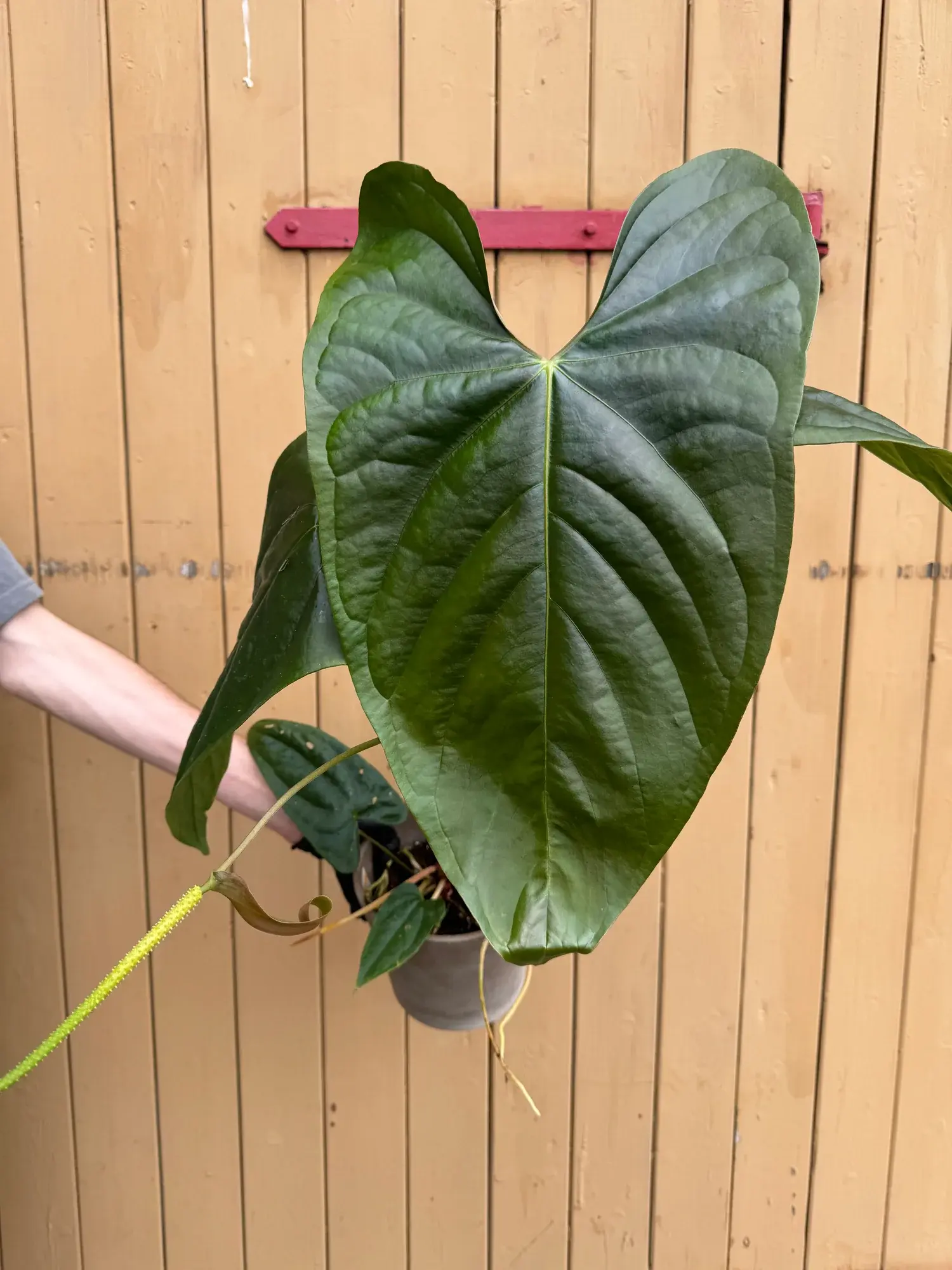 Anthurium Papilliaminum – eine elegante Pflanze mit großen, leuchtend weißen Blüten und glänzenden, herzförmigen Blättern.