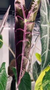 Alocasia Longiloba Purple Elephant Ear Hardy Wentii – Elefantenohr mit großen, purpurfarbenen Blättern, als 2 Samen erhältlic