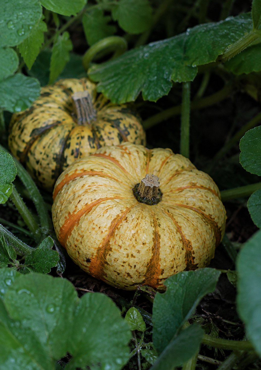 Cucurbita pepo mit runden, orangefarbenen Kürbissen und großen grünen Blättern für den Anbau im Gemüsebeet oder Garten.