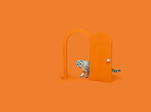 Cat peeking through a small door