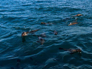 SOUTHERN SEALS VISIT BLACK HEAD