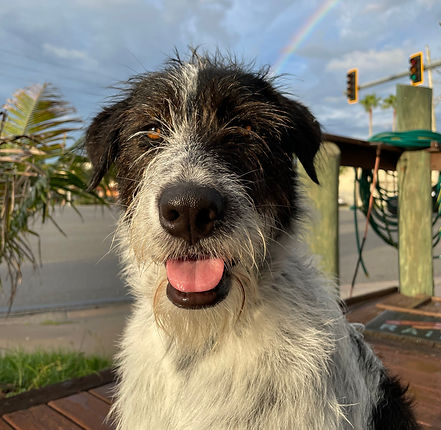 Photo of shop dog, Dale, smiling outside of Red Dog Surf Shop with a rainbow in the background.
